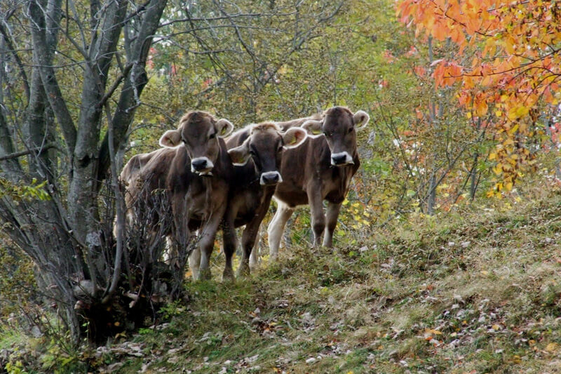 Koeien in de herfst